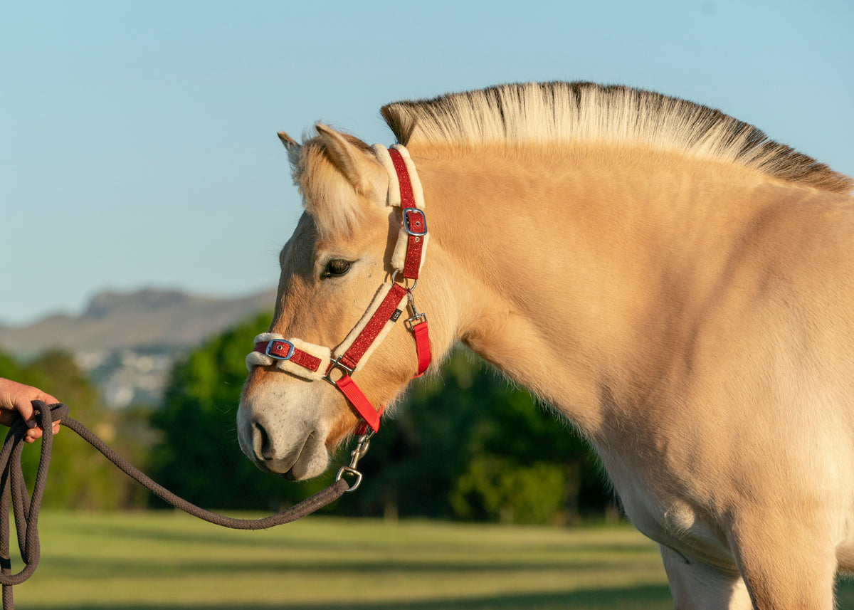 1 Web Adjustable Halter Welsh Pony Cob. Fits all – Welsh Cob Shop