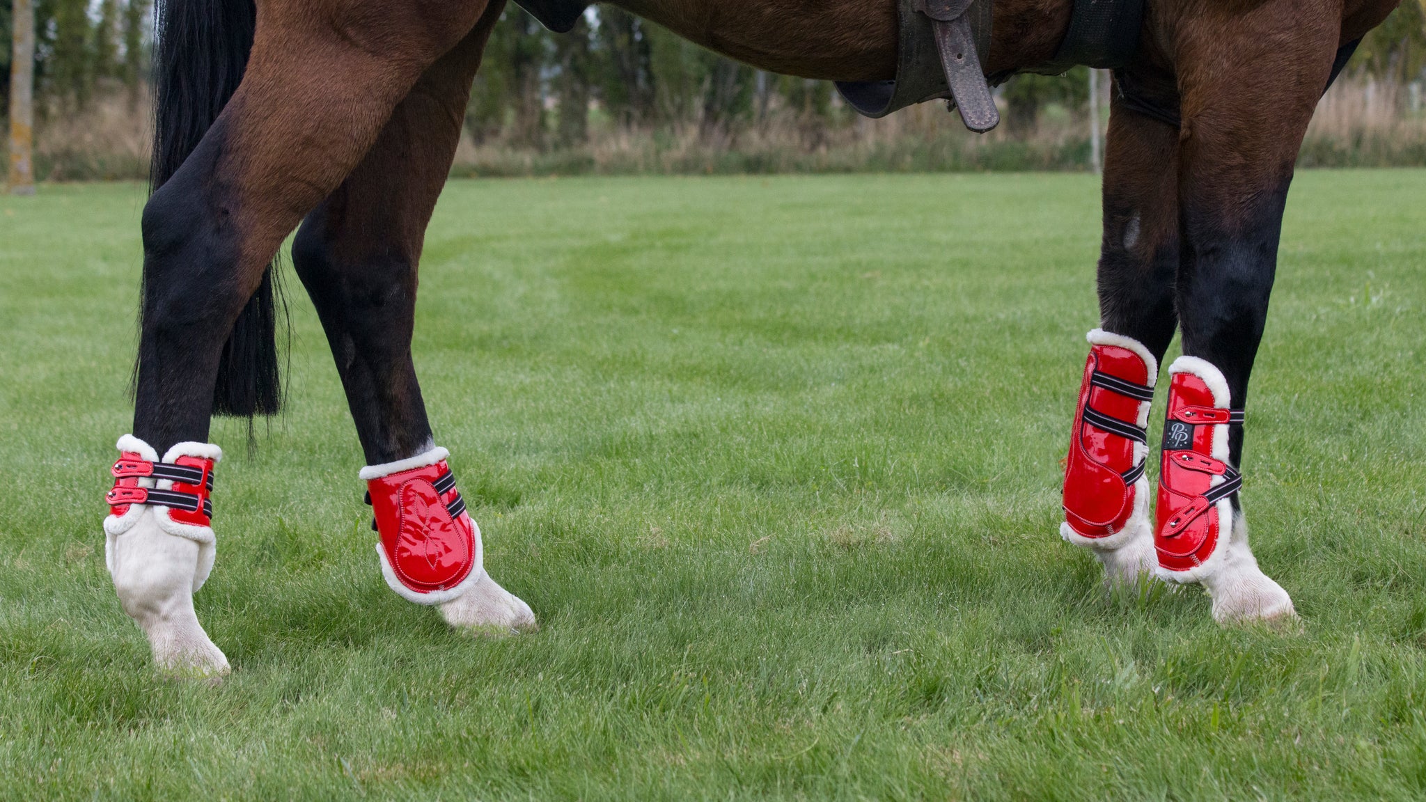 Miniature horse sport boots best sale