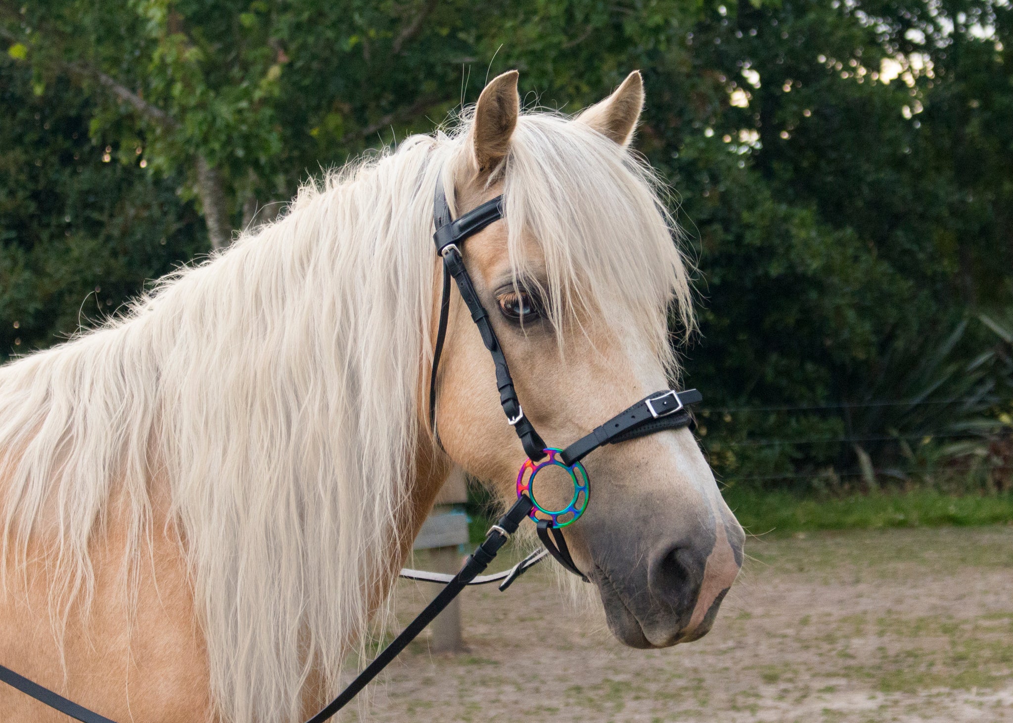 Pink hotsell Purple and turquoise pony bitless bridle, miniature horse, miniature horse bridle, pony side pull hackamore bridle, pony bridle, pony b